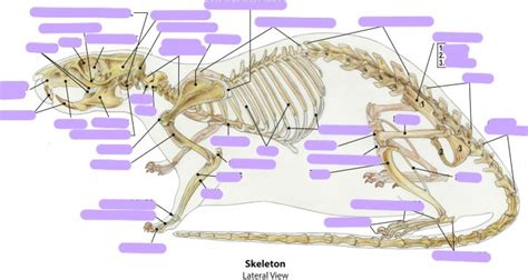 RAT SKELETON [ILLUSTRATION] Diagram | Quizlet