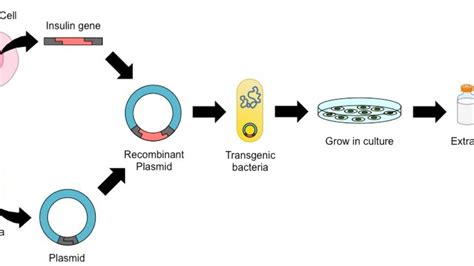 Recombinant Production Of Insulin Youtube