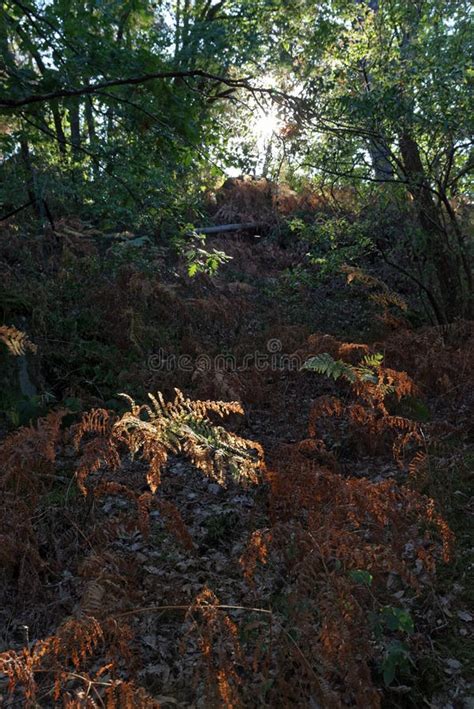 Fontainebleau Forest in ÃŽle De France Stock Image - Image of foliage ...