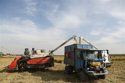 各地秋收加速推进 秋种有序开展要闻图片中国政府网