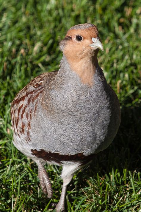 Gray Partridge | Audubon Field Guide