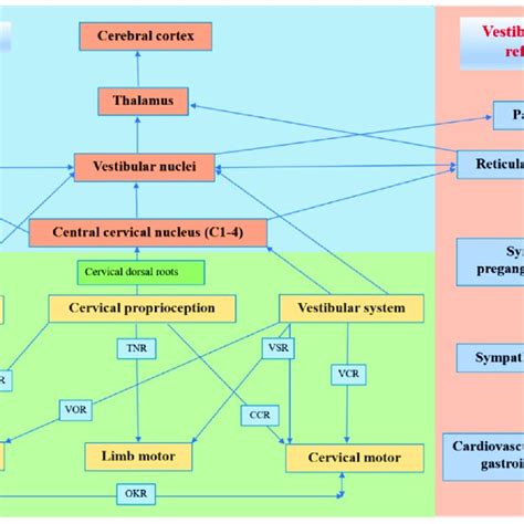 Central And Reflex Connection For Cervical Proprioceptive Signals Cor