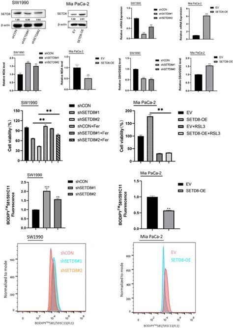 Lipid Peroxidation Mda Analysis Kit Beyotime Bioz