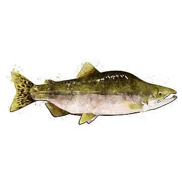 Pink Salmon Marine Food Fish Pink Salmon Pink Isolated Vector Pink