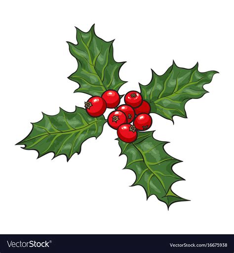 Mistletoe branch with leaves and berries Vector Image