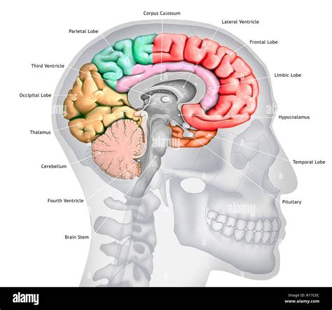 Illustration d une section du cerveau montrant les différents lobes