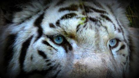 Radjik the white tiger eyes wallpaper by Lena-Panthera on DeviantArt