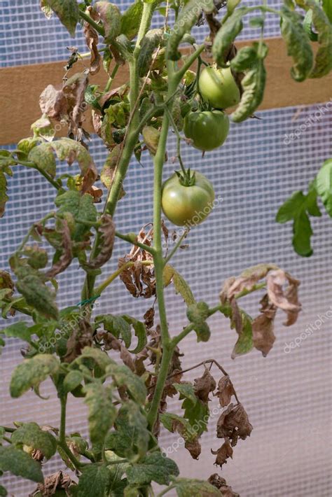 Las Enfermedades F Ngicas De Los Tomates La Plaga Tard A Es Una De Las