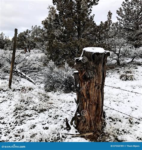 Juniper Stump Fence Post With Snow Stock Image Image Of Forest Black