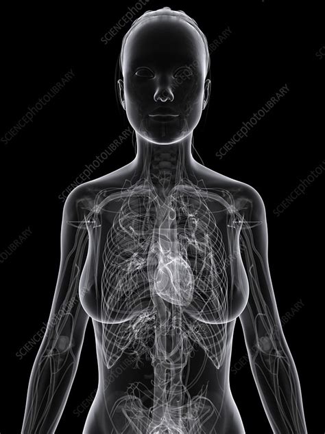 Female Cardiovascular System Artwork Stock Image F005 5616