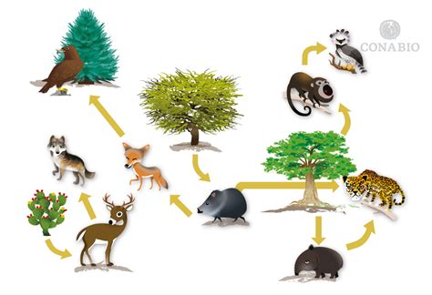 Áreas naturales integridad ecológica y capital natural Biodiversidad