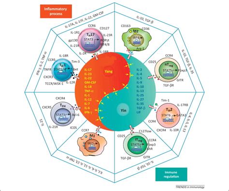 Drug Targets In The Cytokine Universe For Autoimmune Disease Trends In