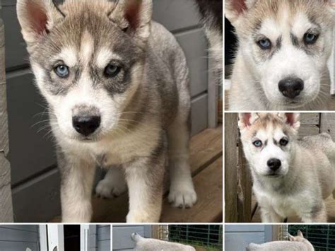 2 chiots Husky de Sibérie femelles disponible à lachat LOF Petite