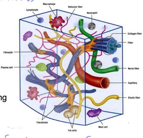 Week 3 Lab Flashcards Quizlet