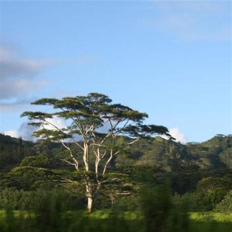 Moluccan Albizia Falcataria Moluccana