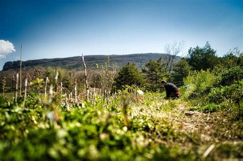 Découvrez la Jardin forêt et Haie fruitière Les Alvéoles