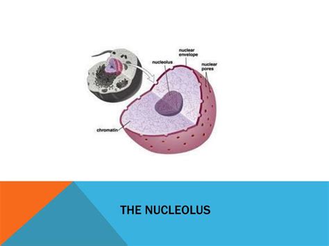 PPT - Cell Structure: Nucleus, Nuclear Envelope, and the Nucleolus ...