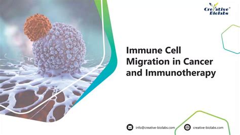 Immune Cell Migration In Cancer And Immunotherapy Creative Biolabs Ppt