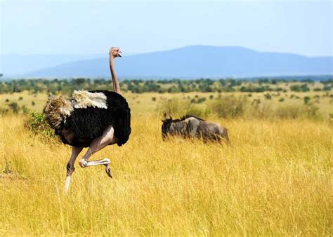 Can an Ostrich Kill a Lion? Attack Methods, Kick Strength | Storyteller