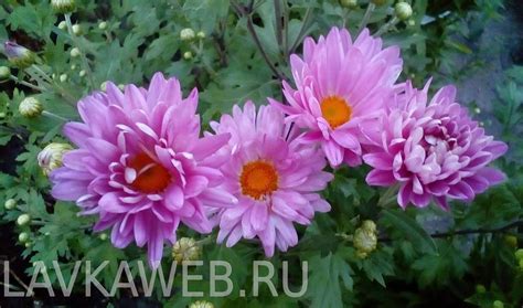 Хризантема сиреневая с желтой серединой, Хризантема сиреневая с желтой ...