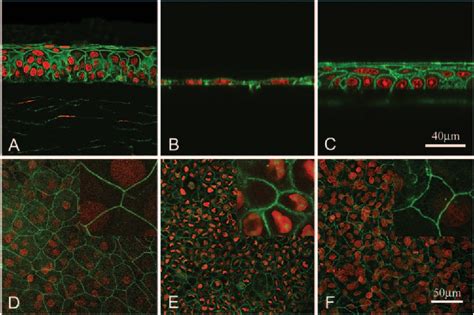 Figure 1 From Characterization Of Growth And Differentiation In A