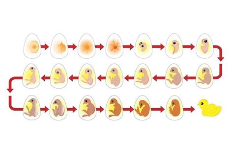 How To Candle Eggs Definitive Day By Day Guide Chickens And More