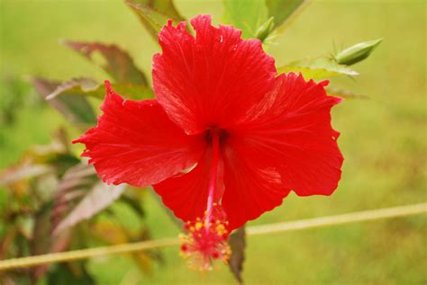 Flowers in Kerala - V | Hemant Soreng's Photography