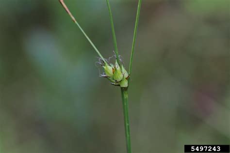 Fewseed Sedge Carex Oligosperma