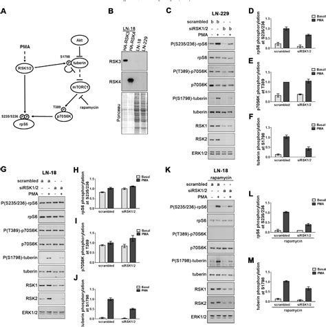 Figure From Two Widely Used Rsk Inhibitors Bi D And Sl