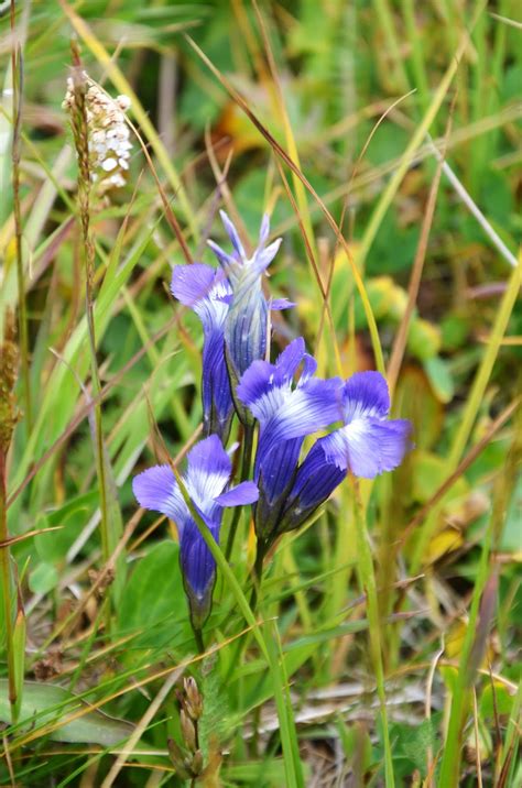 Zone Five and a Half: Colorado Alpine Wildflowers -- Tiny yet Tenacious