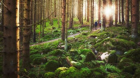 Шведите и специалната им връзка с гората в 15 снимки | trip.dir.bg