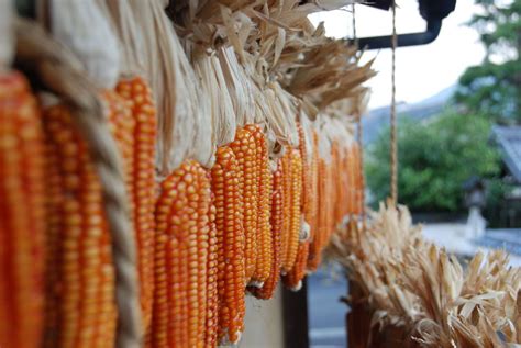 Ancient Anasazi Trick Preserves Fresh Corn Into Winter Corn Corn