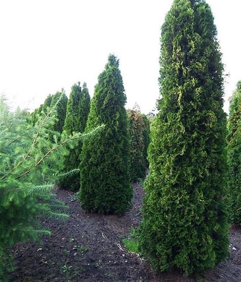 THUJA TUJA COLUMNA W DONICY Drzewka Faworytka Pl