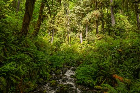 Hoh River Trail in Olympic National Park: Trail Guide