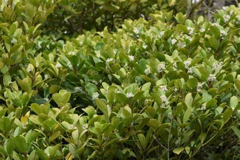 Japanese skimmia (Skimmia japonica) - growing guides