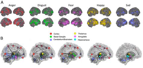 Neurocircuitry Of Basic Emotions A Lateral And Medial Views Of The