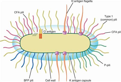 33 Enterobacteriaceae Basicmedical Key