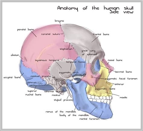 Human Skull Diagram Image | Anatomy System - Human Body Anatomy diagram ...