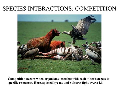 PPT - SPECIES INTERACTIONS PowerPoint Presentation, free download - ID:1446084