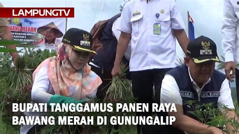 Bupati Tanggamus Panen Bawang Merah Di Gunungalip Youtube