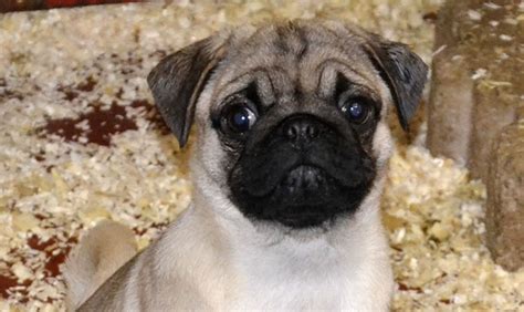 Cuccioli Di Carlino A Bra Allevamento Le Ombre Verdi