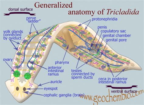 Planaria - Digestive System