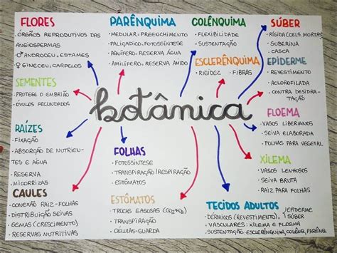 Fisiologia Vegetal Mapa Mental BRAINCP