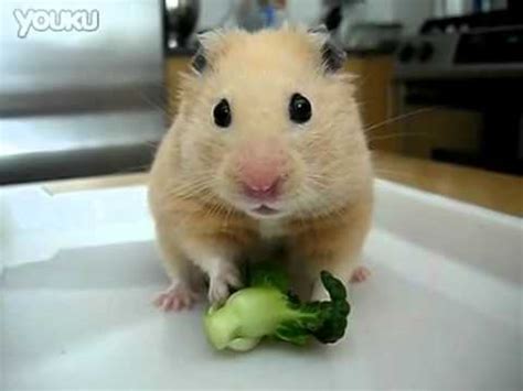 Cute Hamster Eating Broccoli YouTube