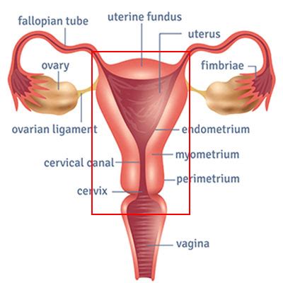 Laparoscopic Hysterectomy | Dr. Deepa Ganesh