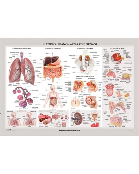 Carte Delle Nomenclature Organi Corpo Umano Baboo Ubicaciondepersonas