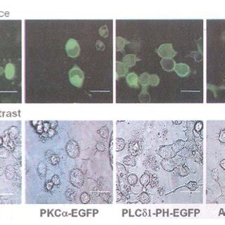 Fluorescent B And Phase Contrast A Micrographs Of Neuro A Cells