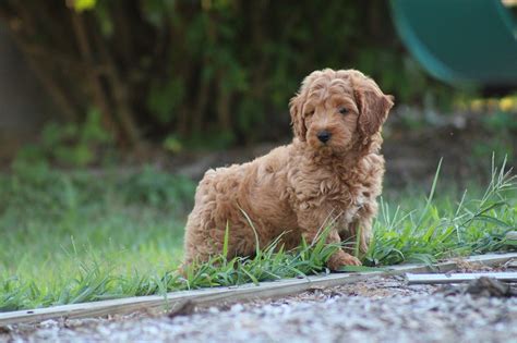 Goldendoodle Pies Szczeniak Darmowe zdjęcie na Pixabay Pixabay