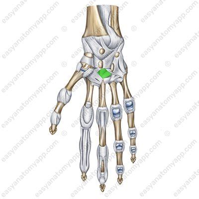 Gelenke Der Hand Easy Anatomy