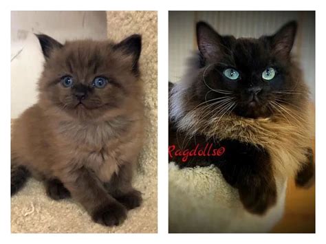 Sepia Ragdoll Breeders